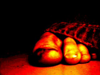 [animated bloody toe]
