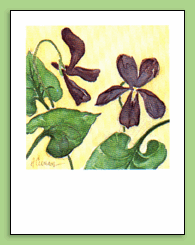 [violets]